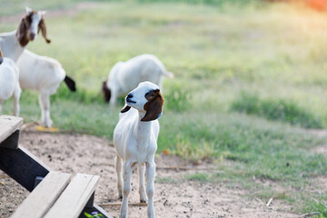 Fototapeta premium A close-up captures a domestic goat in a farm environment, highlighting the gentle, curious nature of livestock in a serene, rural setting with warm sunlight.