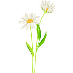 Two delicate white daisy flowers with yellow centers and green stems stand tall against a clear transparent background capturing the essence of spring and nature