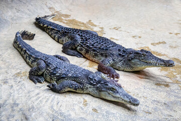 A pair of Nile crocodiles (Latin. Crocodylus niloticus) vacationers on the shore. Marine life, exotic fish, subtropics.