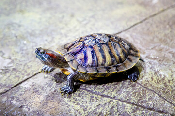 Red-eared turtle (Latin Trachemys scripta) on a path on a clear sunny day. Animals, reptiles, reptiles, predators.