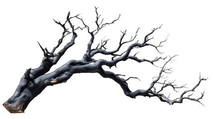 A grayscale image of a gnarled, dead tree branch, isolated against a transparent background background removed