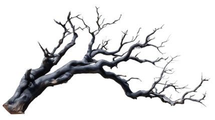 A grayscale image of a gnarled, dead tree branch, isolated against a transparent background background removed