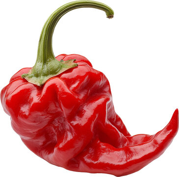 ghost pepper
