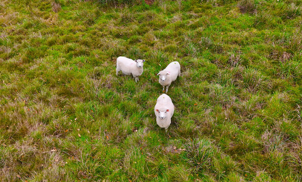 Aerial view of woolly sheep grazing peacefully in a vibrant green field, their white coats contrasting against the lush grass, Kent, United Kingdom.