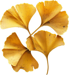 Naklejka premium gingko 