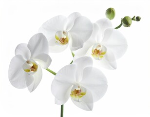 Elegant White Orchid Blossom with Yellow Centers on White Backdrop Isolated Flower Studio Shot