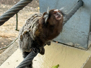 Close-up of cute Callithrix monkey sitting steel rope at Urca Hill at Brazilian city of Rio de Janeiro on a spring day. Photo taken October 12th, 2025, Rio de Janeiro, Brazil.
