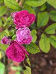 pink roses blooming on a branch with green leaves, set against a soft, blurred natural background. The image captures the delicate beauty and texture of the petals, symbolizing love, romance, and natu