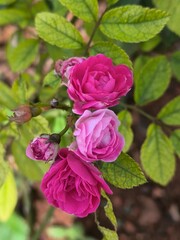 pink roses blooming on a branch with green leaves, set against a soft, blurred natural background. The image captures the delicate beauty and texture of the petals, symbolizing love, romance, and natu