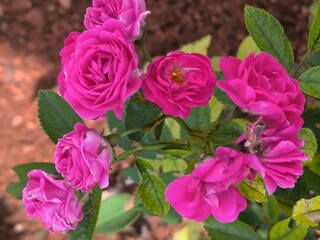 pink roses blooming on a branch with green leaves, set against a soft, blurred natural background. The image captures the delicate beauty and texture of the petals, symbolizing love, romance, and natu