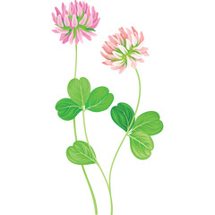 Two Pink Clover Flowers with Green Leaves on White Background Detailed Botanical Illustration Simple Nature Elements