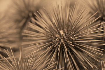 Sepiatoned closeup of spiky seed pods or dried flowers with sharp, needlelike structures