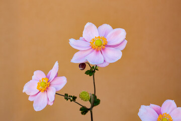Beautiful blooming daisy flowers on an orange background.