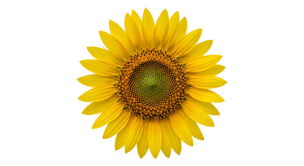 Fototapeta premium sunflower isolated on white background