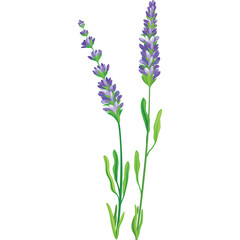 Naklejka premium Two stalks of lavender flowers with green leaves on a transparent background detailed floral illustration