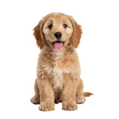 Obraz premium Adorable Cockapoo puppy with a joyful expression, perfect for pet-related content, advertising, and heartwarming lifestyle visuals.