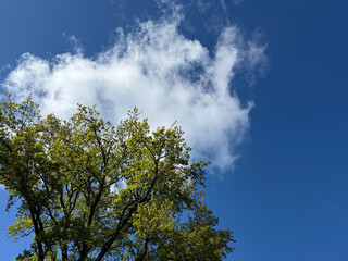 Obraz premium Tree and sky.