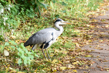A Heron which is part of the Ardeidae family of birds is at the edge of a fresh water lake