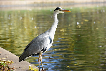 A Heron which is part of the Ardeidae family of birds is at the edge of a fresh water lake