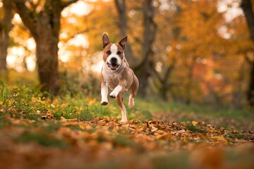 American Staffordshire Bull Terrier female and male in autumn environment