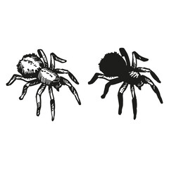 monochrome vector two black spiders, tarantula, black and white illustration of insect, hand drawn sketch of mystic, witchcraft theme, for fairy tale drawing, Halloween decoration
