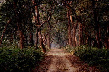 Fototapeta premium path in the forest