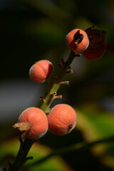 アルピニア・マラッケンシス