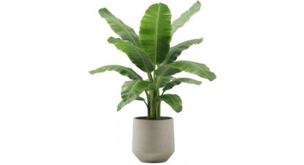 Tall green banana plant in a light beige pot isolated on transparent background