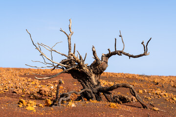 Twisted ancient tree stands against a clear blue sky