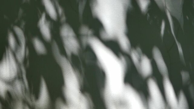 The shadows of leaves on the cement wall naturally move with the wind.