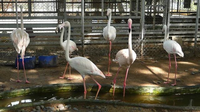 Several white egrets in a cage at a zoo.
