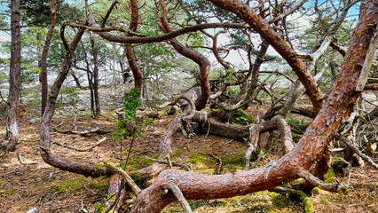 Verschlungen gewachsene Kiefern auf dem Wanderweg Trollskogsstigen im Naturreservat Trollskogen auf der Insel Öland  © turtles2