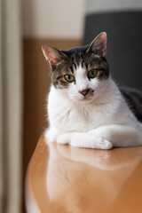 見つめる可愛い猫　キジトラ白	