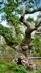 900-jährige Eiche auf dem Wanderweg Trollskogsstigen im Naturreservat Trollskogen auf der Insel Öland © turtles2