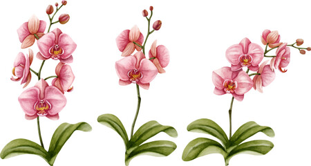 Pink Orchid Watercolor Clipart Collection, Tropical Floral Botanical Design