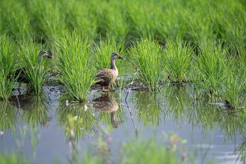 水田でくつろぐ可愛いカルガモ