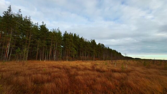 Wide, low-angle shot of an expansive, remote golden-brown moor or swamp field covered in dry grass, stretching toward a dense, dark green line of tall pine and spruce coniferous forest on the horizon