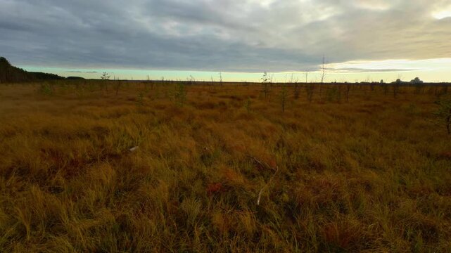 Wide, low-angle shot of an expansive, remote golden-brown moor or swamp field covered in dry grass, stretching toward a dense, dark green line of tall pine and spruce coniferous forest on the horizon