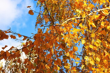Beautiful autumn yellow leaves on tree branches against blue sky