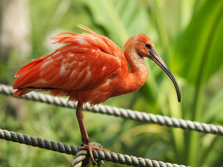 Stunning scarlet ibis perched gracefully on rope in lush tropical setting, vibrant plumage gleaming in natural light, perfect for wildlife promotions