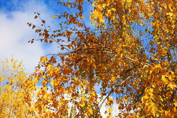 Beautiful autumn yellow leaves on tree branches against blue sky