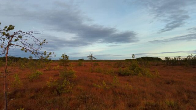 Wide panoramic shot capturing a windswept, sparsely foliated small pine tree standing prominently in a vast, reddish-golden autumn bog or moor covered in short dry grass, with small shrubs and a dark