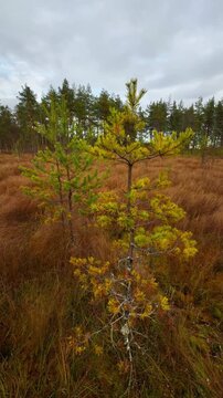 Vertical medium shot capturing a young pine tree with distinctive yellowing and green needles standing in the middle of a vast, golden-brown swamp or moor covered in tall, dry grass, under a dramatic
