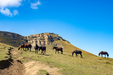 A herd of horses in the caucasian mountains on green grass in a meadow. Dagestan. Symbol of year 2026