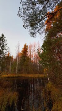 Vertical shot capturing the vibrant colors of an autumn forest edge, featuring mixed pine and bare birch trees, with some foliage brilliantly illuminated by warm golden sunlight and perfectly