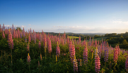 Vibrant Wildflowers Bathed in Beautiful Sunlight