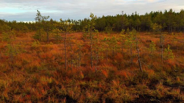 Wide, low-angle shot of an expansive, remote bog or moor covered in vibrant reddish-golden autumn grass, dotted with sparse, small, windswept pine trees, leading toward a dense line of dark green
