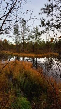 Vertical shot of a remote, tranquil autumn bog pond scene, framed by dark foreground branches and tall golden-brown grass, showing a small, low-lying wooded island of pine and birch trees perfectly