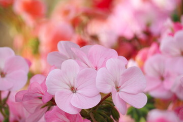 植物　ピンクの花