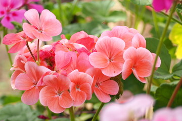 植物　ピンクの花